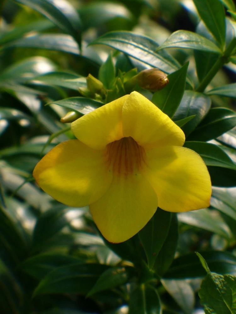 Dwarf Yellow Allamanda Live Plants - 2 Pack, 4-6 Inches Tall, Bright Blooms - Image 3