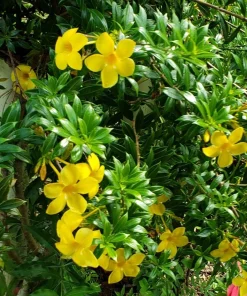 Dwarf Yellow Allamanda Live Plants - 2 Pack, 4-6 Inches Tall, Bright Blooms - Image 4