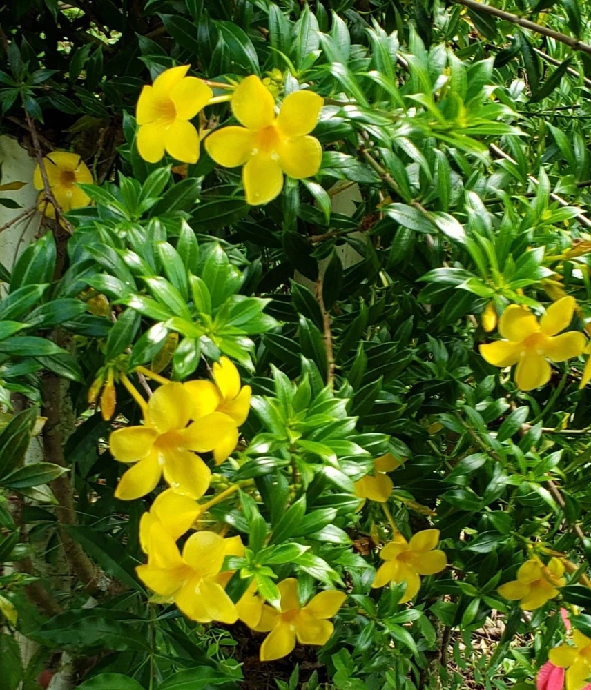 Dwarf Yellow Allamanda Live Plants - 2 Pack, 4-6 Inches Tall, Bright Blooms - Image 4