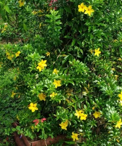 Dwarf Yellow Allamanda Live Plants - 2 Pack, 4-6 Inches Tall, Bright Blooms - Image 5