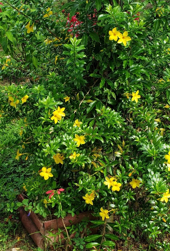 Dwarf Yellow Allamanda Live Plants - 2 Pack, 4-6 Inches Tall, Bright Blooms - Image 5