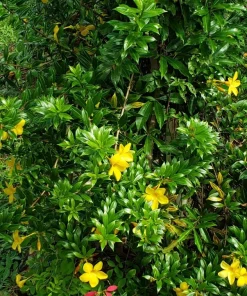 Dwarf Yellow Allamanda Live Plants - 2 Pack, 4-6 Inches Tall, Bright Blooms - Image 6