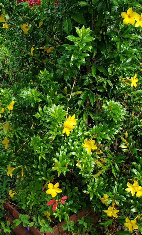 Dwarf Yellow Allamanda Live Plants - 2 Pack, 4-6 Inches Tall, Bright Blooms - Image 6