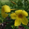 Dwarf Yellow Allamanda Live Plants - 2 Pack, 4-6 Inches Tall, Bright Blooms - Image 1