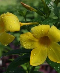 Dwarf Yellow Allamanda Live Plants - 2 Pack, 4-6 Inches Tall, Bright Blooms - Image 1