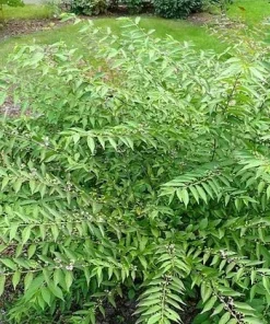 Early Amethyst Beautyberry Live Plant (Callicarpa dichotoma) Purple Berry Shrub, 8-12" Tall, 3.5" Pot - Image 2