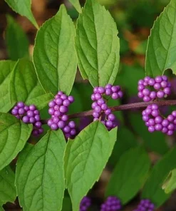 Early Amethyst Beautyberry Live Plant (Callicarpa dichotoma) Purple Berry Shrub, 8-12