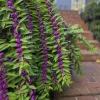 Early Amethyst Beautyberry Live Plant (Callicarpa dichotoma) Purple Berry Shrub, 8-12" Tall, 3.5" Pot - Image 1