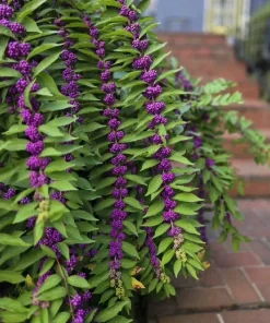 Early Amethyst Beautyberry Live Plant (Callicarpa dichotoma) Purple Berry Shrub, 8-12" Tall, 3.5" Pot - Image 1