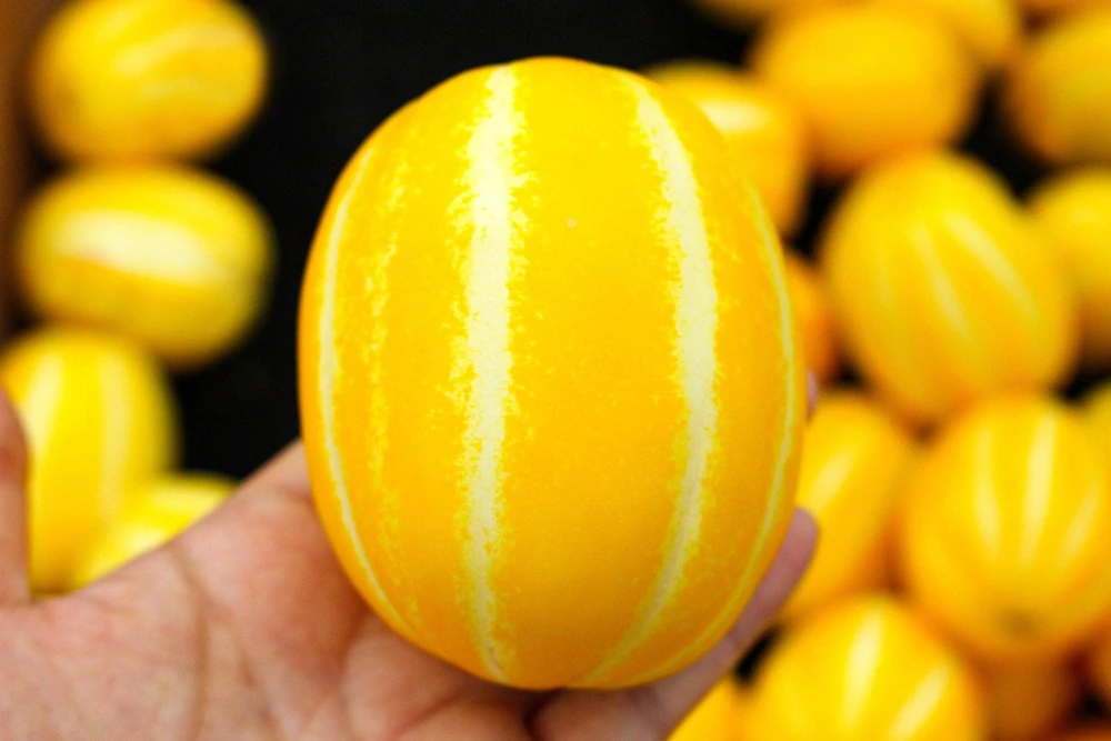 Early Silver Line Melon Seeds, 50 Seeds, Yellow Striped Korean Fruit - Image 2