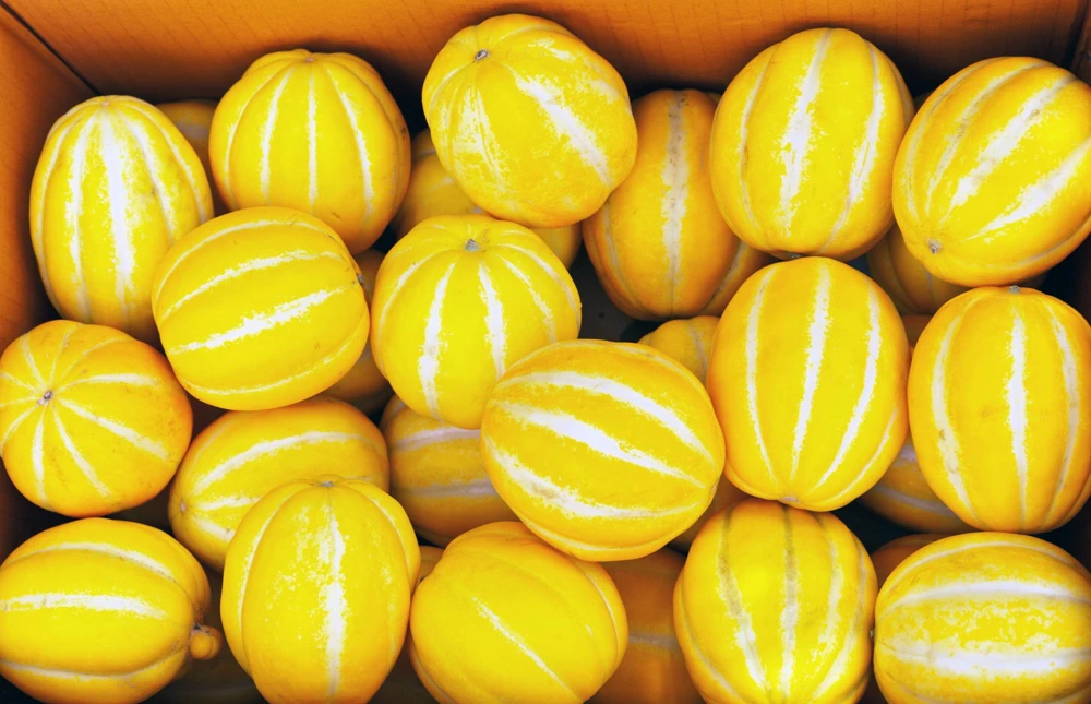 Early Silver Line Melon Seeds, 50 Seeds, Yellow Striped Korean Fruit - Image 3