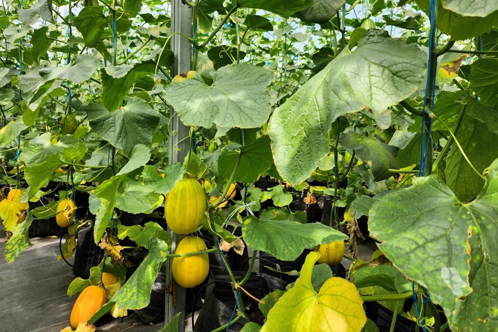 Early Silver Line Melon Seeds, 50 Seeds, Yellow Striped Korean Fruit - Image 7