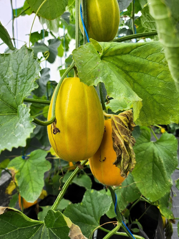Early Silver Line Melon Seeds, 50 Seeds, Yellow Striped Korean Fruit - Image 8