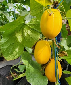 Early Silver Line Melon Seeds, 50 Seeds, Yellow Striped Korean Fruit - Image 9