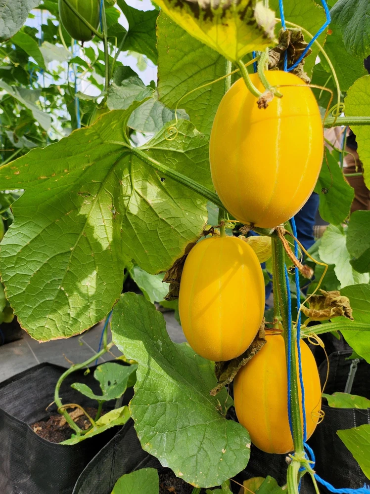 Early Silver Line Melon Seeds, 50 Seeds, Yellow Striped Korean Fruit - Image 9