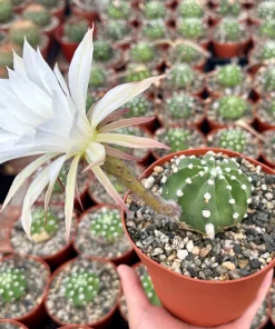 Easter Lily Cactus - Echinopsis Oxygona Live Plant 6