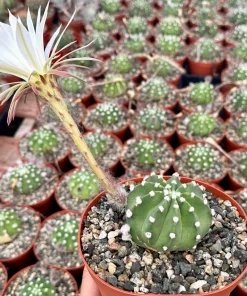 Easter Lily Cactus - Echinopsis Oxygona Live Plant 6