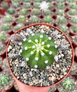 Easter Lily Cactus - Echinopsis Oxygona Live Plant 6