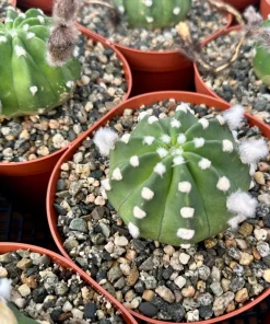 Easter Lily Cactus - Echinopsis Oxygona Live Plant 6