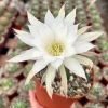 Easter Lily Cactus - Echinopsis Oxygona Live Plant 6" Pot Flowering - Image 1