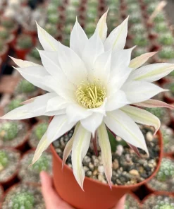 Easter Lily Cactus - Echinopsis Oxygona Live Plant 6