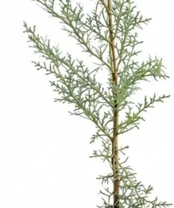 Eastern Red Cedar Tree Live Plant – 10-16 inches Tall – Quart Pot – Outdoor Evergreen - Image 2