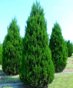 Eastern Red Cedar Tree Live Plant – 10-16 inches Tall – Quart Pot – Outdoor Evergreen - Image 3