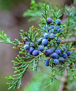 Eastern Red Cedar Tree Live Plant – 10-16 inches Tall – Quart Pot – Outdoor Evergreen - Image 4