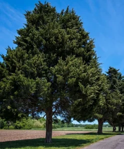 Eastern Red Cedar Tree Live Plant – 10-16 inches Tall – Quart Pot – Outdoor Evergreen - Image 5