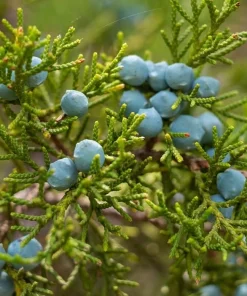 Eastern Red Cedar Tree Live Plant – 10-16 inches Tall – Quart Pot – Outdoor Evergreen - Image 6