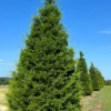 Eastern Red Cedar Tree Live Plant – 10-16 inches Tall – Quart Pot – Outdoor Evergreen - Image 1