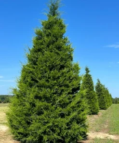 Eastern Red Cedar Tree Live Plant – 10-16 inches Tall – Quart Pot – Outdoor Evergreen - Image 1