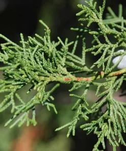 Eastern Red Cedar Tree Live Plant – 10-16 inches Tall – Quart Pot – Outdoor Evergreen - Image 7