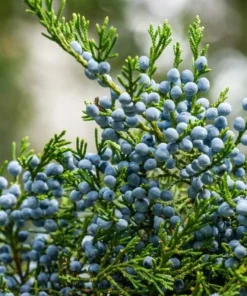 Eastern Red Cedar Tree Live Plant – 10-16 inches Tall – Quart Pot – Outdoor Evergreen - Image 9