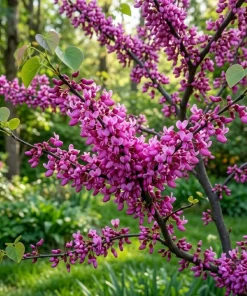 Eastern Redbud Tree Live Plant, 6-16 Inch Tall, Quart Pot, Outdoor Shrub - Image 4