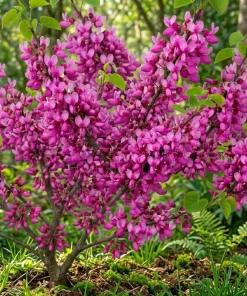 Eastern Redbud Tree Live Plant, 6-16 Inch Tall, Quart Pot, Outdoor Shrub - Image 5