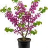 Eastern Redbud Tree Live Plant, 6-16 Inch Tall, Quart Pot, Outdoor Shrub - Image 1