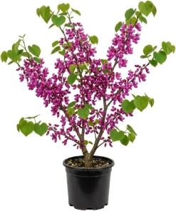Eastern Redbud Tree Live Plant, 6-16 Inch Tall, Quart Pot, Outdoor Shrub - Image 1
