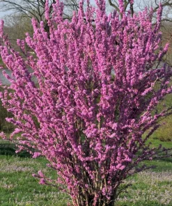 Eastern Redbud Tree Live Plant - Rosy Pink Flowers, 7-18 inch Tall, Quart Pot - Image 6