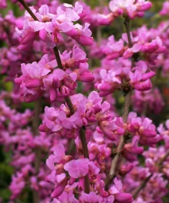 Eastern Redbud Tree Live Plant - Rosy Pink Flowers, 7-18 inch Tall, Quart Pot - Image 7