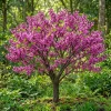 Eastern Redbud Tree Live Plant - Rosy Pink Flowers, 7-18 inch Tall, Quart Pot - Image 1