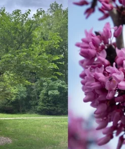 Eastern Redbud Tree Live Plant - Rosy Pink Spring Blooms - Outdoor - Image 2