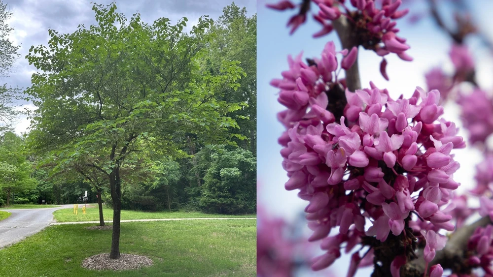 Eastern Redbud Tree Live Plant - Rosy Pink Spring Blooms - Outdoor - Image 2