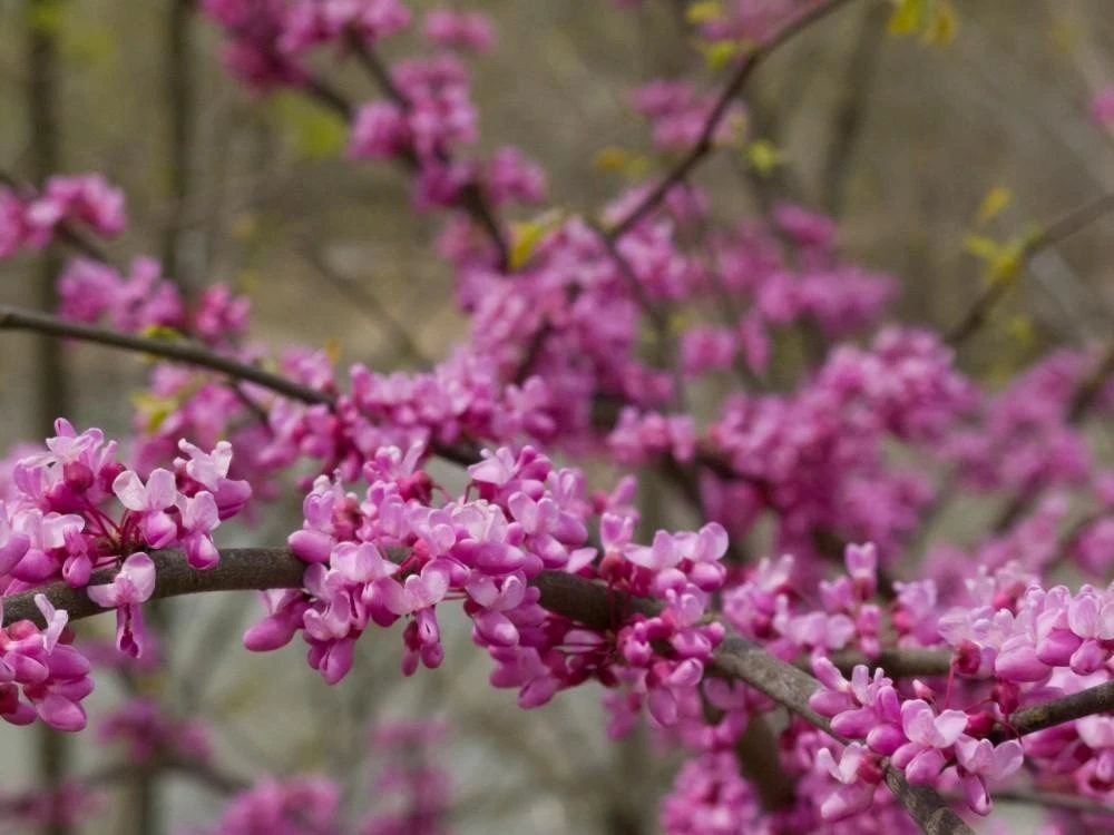 Eastern Redbud Tree Live Plant - Rosy Pink Spring Blooms - Outdoor - Image 3
