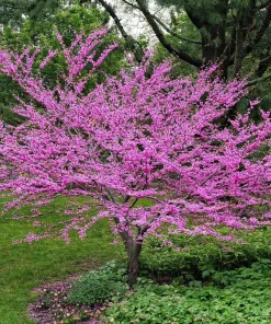Eastern Redbud Tree Live Plant - Rosy Pink Spring Blooms - Outdoor - Image 1
