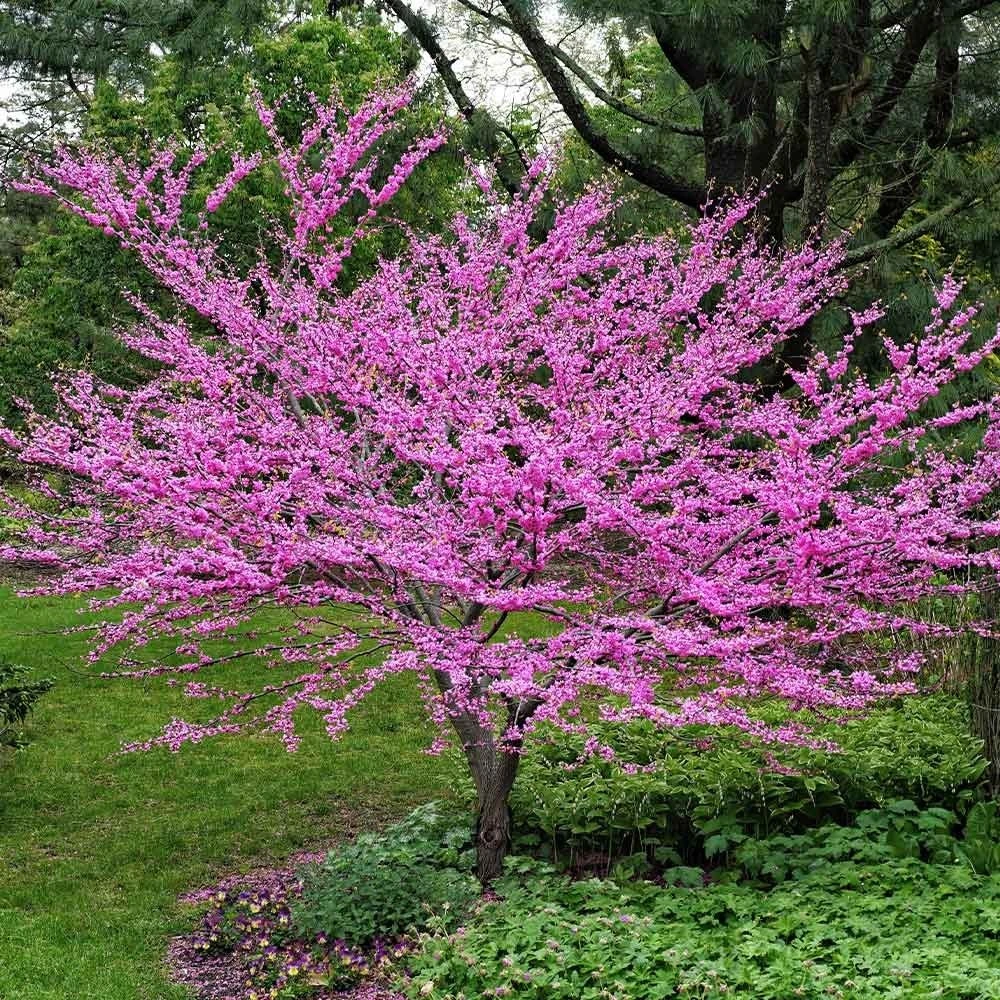 Eastern Redbud Tree Live Plant - Rosy Pink Spring Blooms - Outdoor - Image 1
