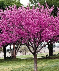 Eastern Redbud Trees Live Plant - 6-12