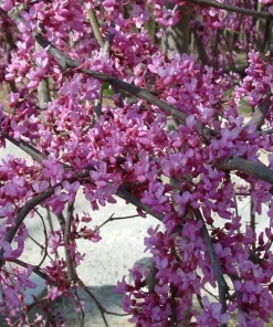 Eastern Redbud Trees Live Plant - 6-12
