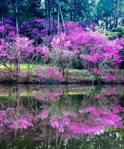 Eastern Redbud Trees Live Plant - 6-12