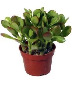 Easy Care Tropical Houseplant Live Potted Plant for Indoor Decor - Image 2